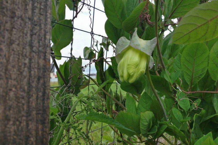 Кобея – фото