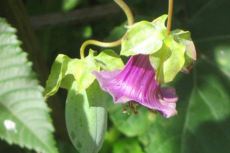 Кобея – фото