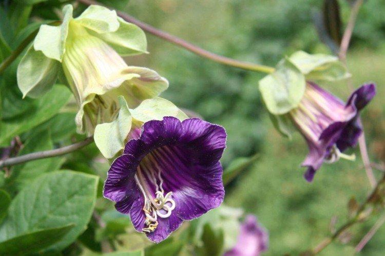 Кобея – фото