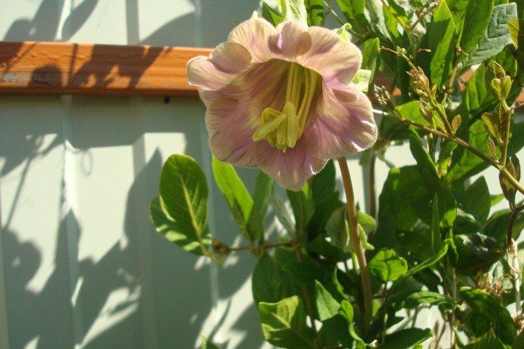 Кобея – фото