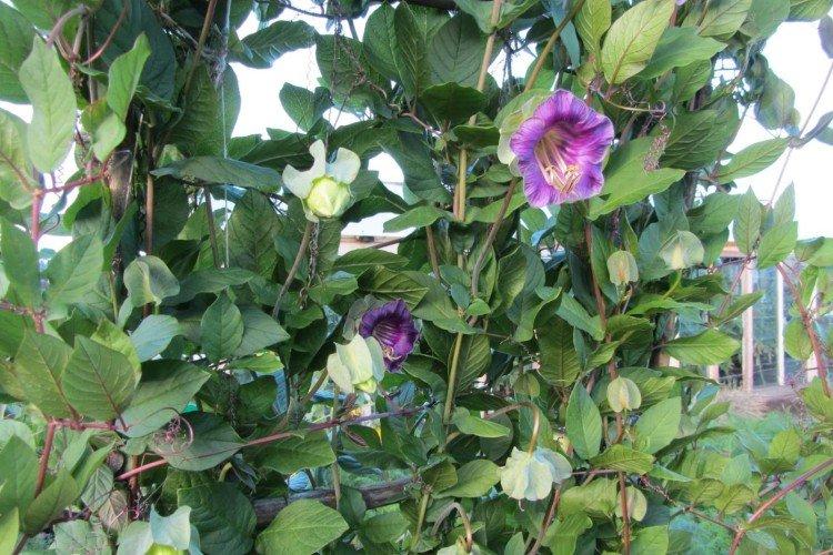 Кобея – фото