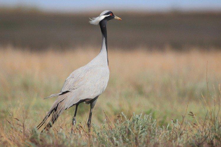 Журавль-красавка