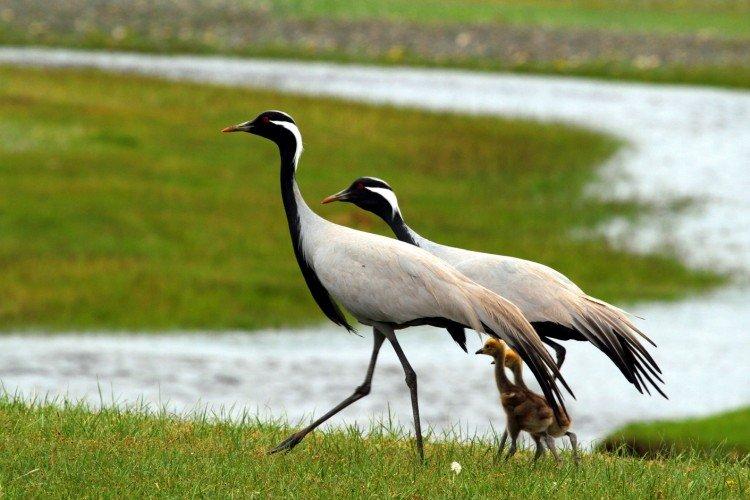 Размножение журавлей