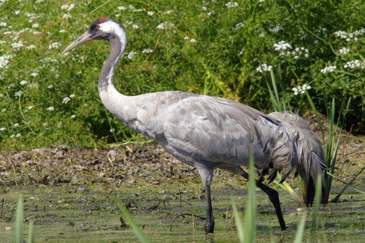 Популяция журавлей