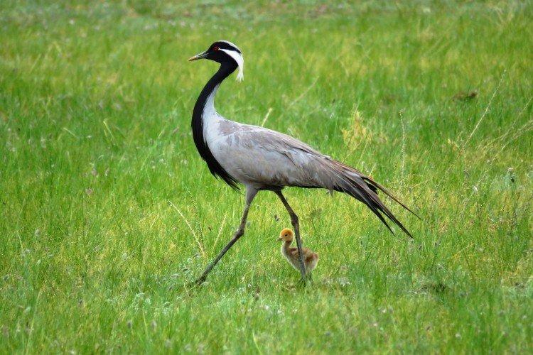 Журавли – фото птицы