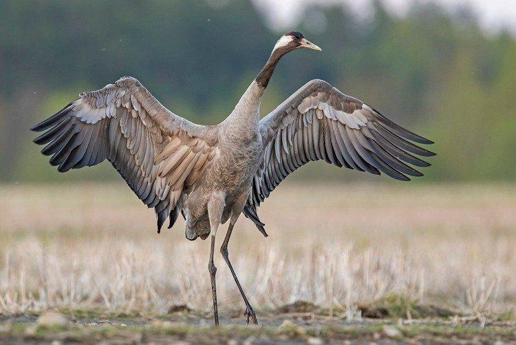 Журавли, аисты и цапли: отличия