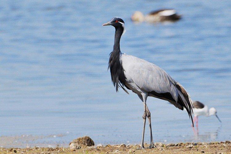 Журавли – фото птицы