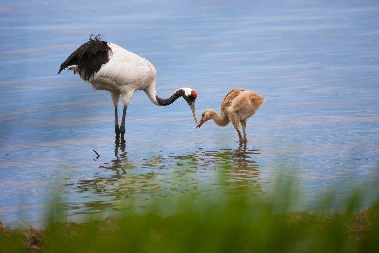 Журавли – фото птицы