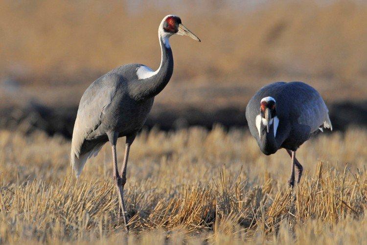 Журавли – фото птицы