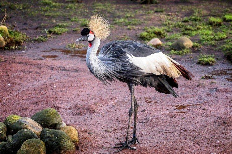 Сколько живут журавли?