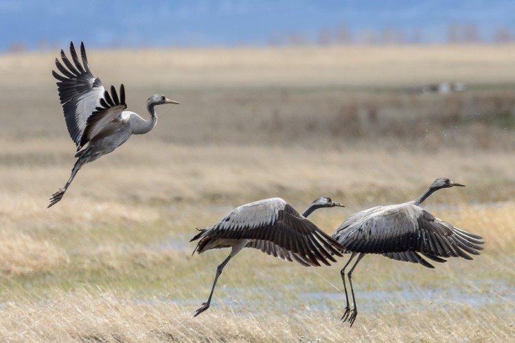 Журавли – фото птицы