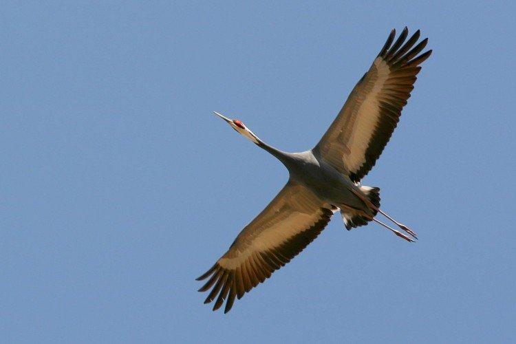 Журавли – фото птицы