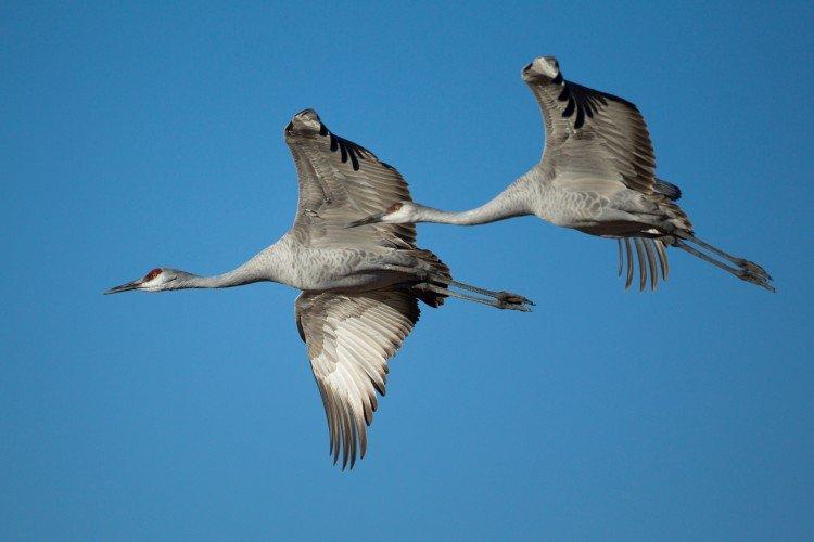 Журавли – фото птицы