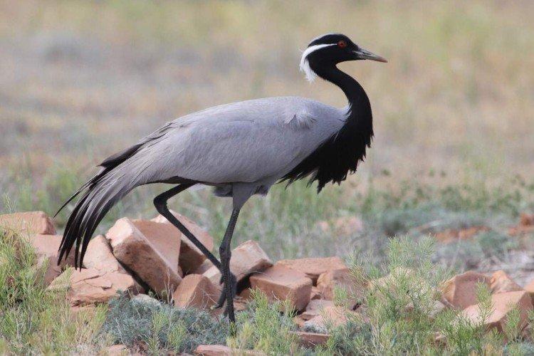 Журавли – фото птицы