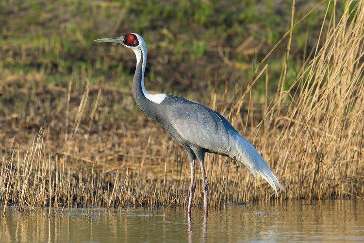 Даурский журавль