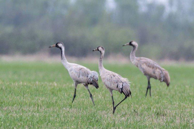 Серый журавль