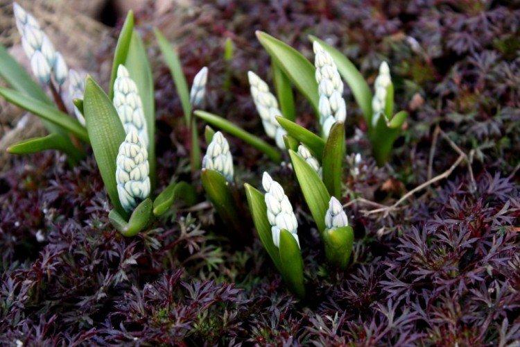 Посадка и размножение пушкинии