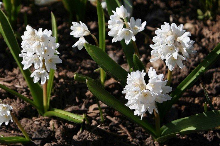 Пушкиния – фото