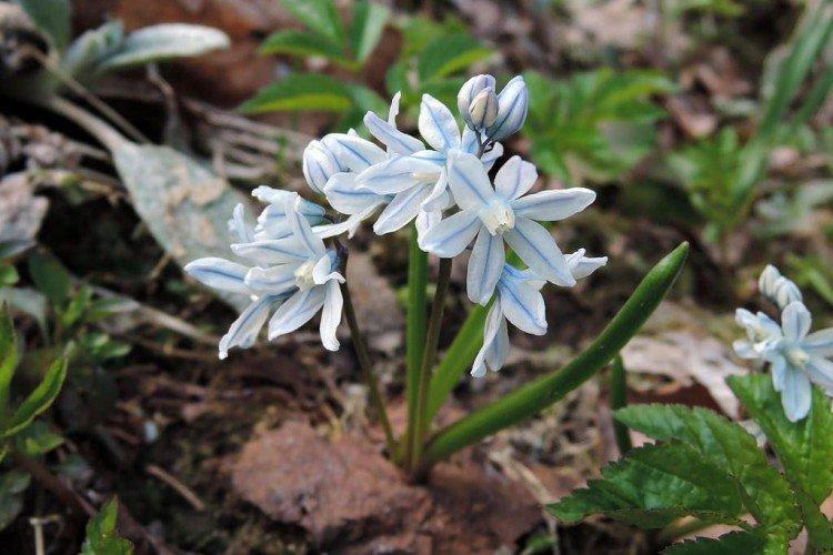 Пушкиния – фото