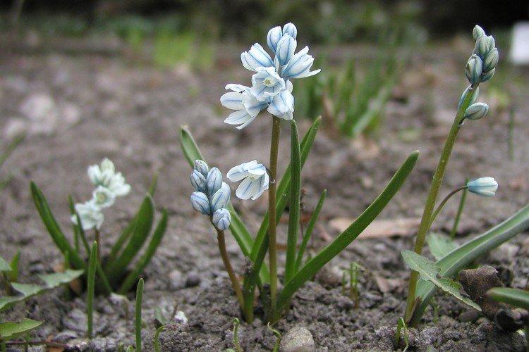 Пушкиния – фото