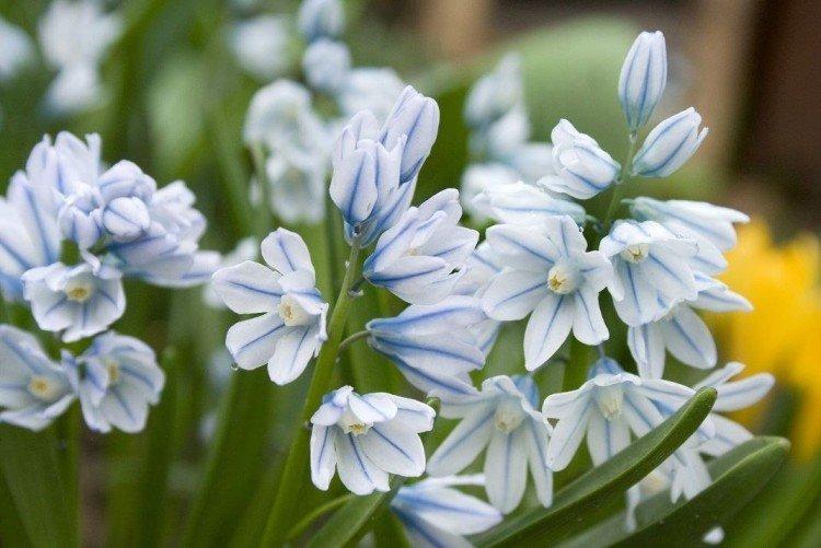 Пушкиния – фото