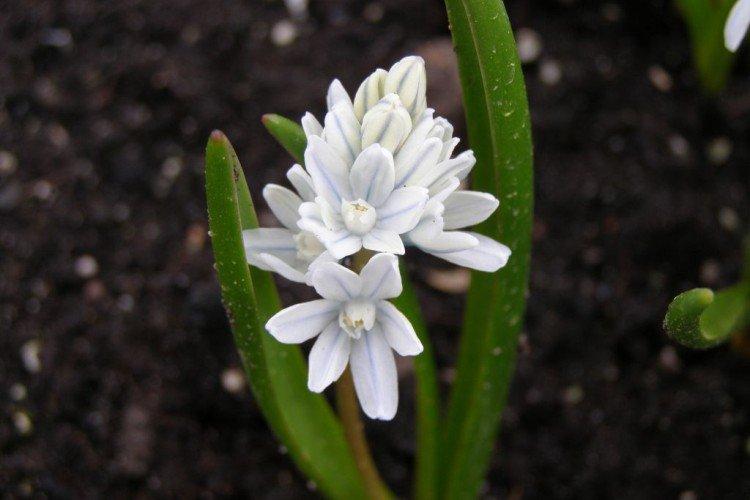 Пушкиния – фото