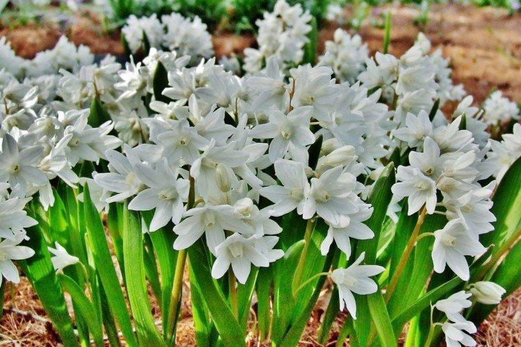 Пушкиния – фото