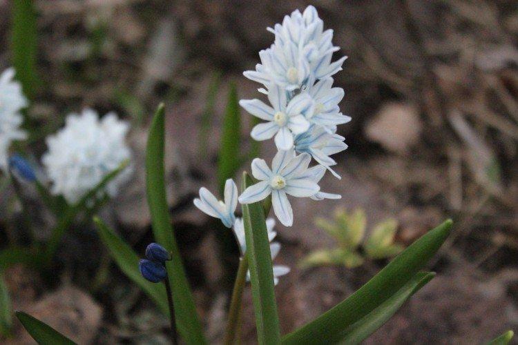 Гиацинтовидная пушкиния