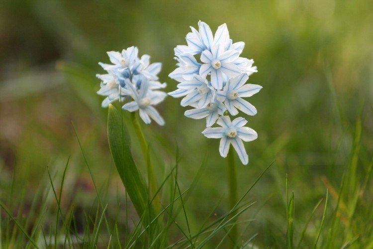 Пушкиния – фото