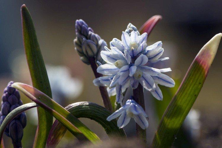 Пушкиния – фото