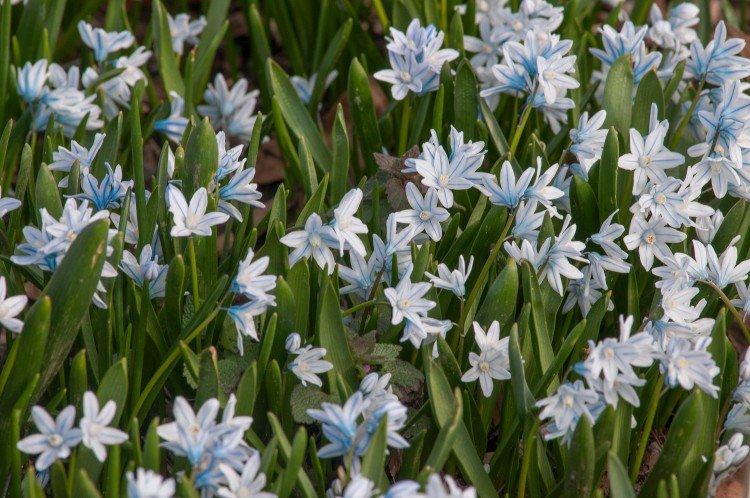 Пушкиния – фото