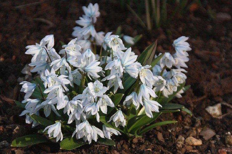 Пушкиния – фото