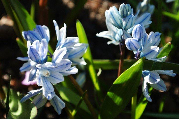 Пушкиния – фото