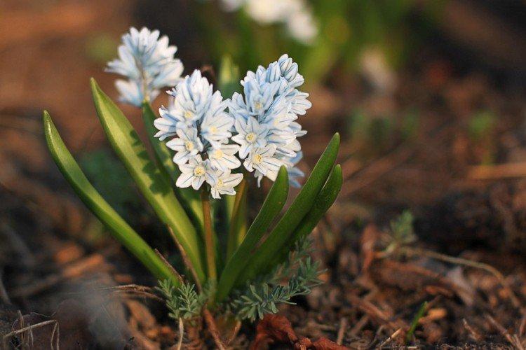 Пушкиния – фото