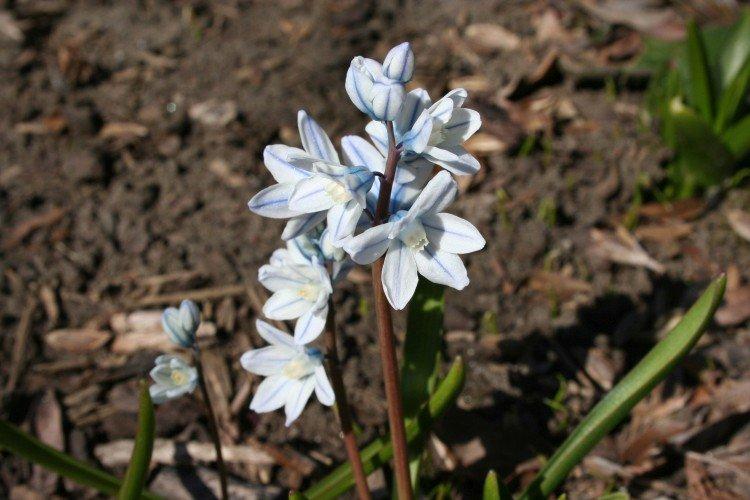 Пушкиния – фото