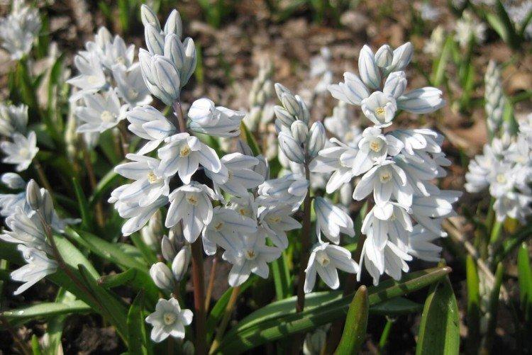 Пушкиния – фото