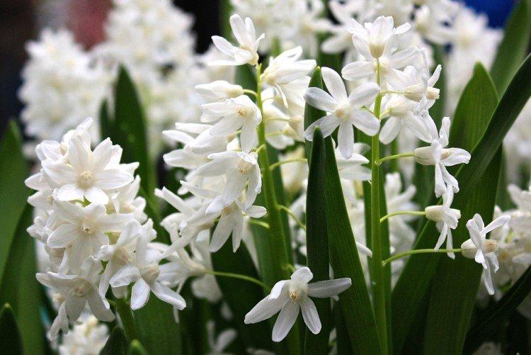 Пушкиния Альба