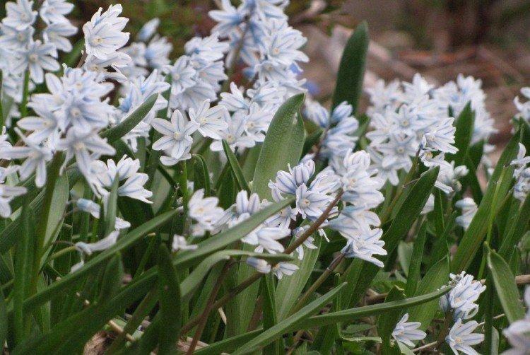 Удобрения и подкормка