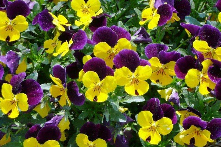 Общая информация