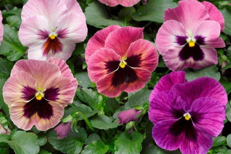 Прищипка и обрезка