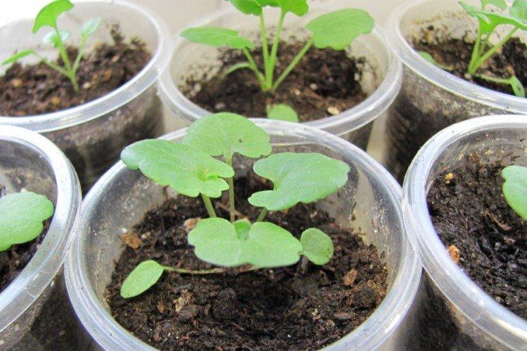 Посадка и размножение виолы