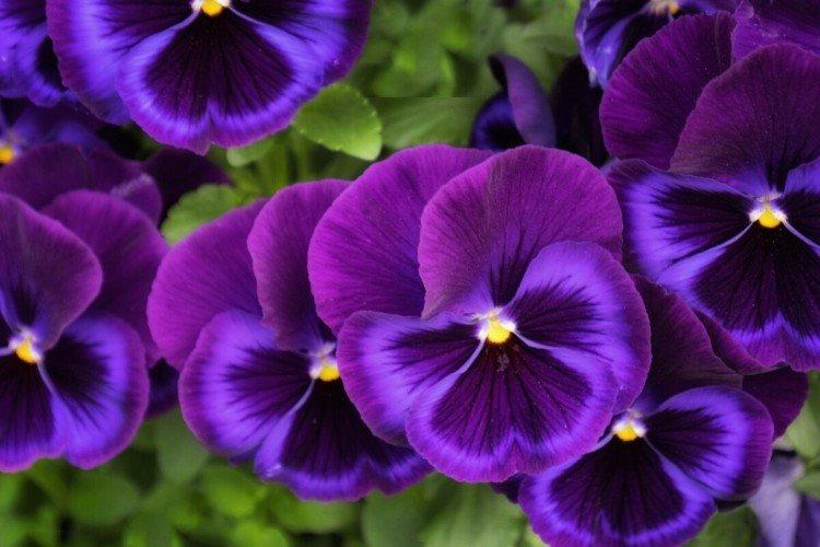 Виола – фото