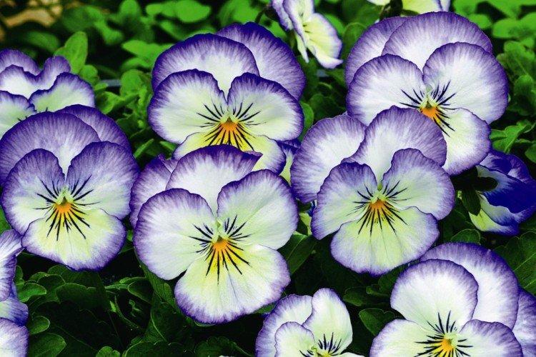 Виола – фото