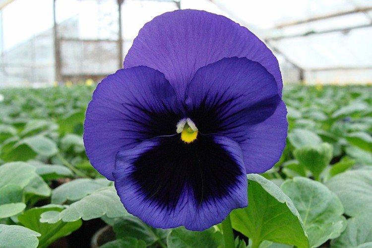 Виола – фото