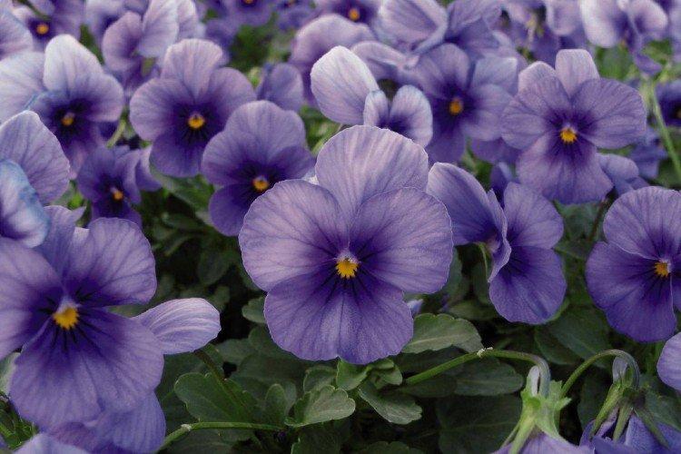 Виола – фото