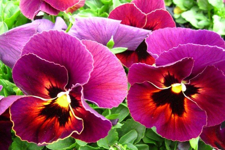 Виола – фото