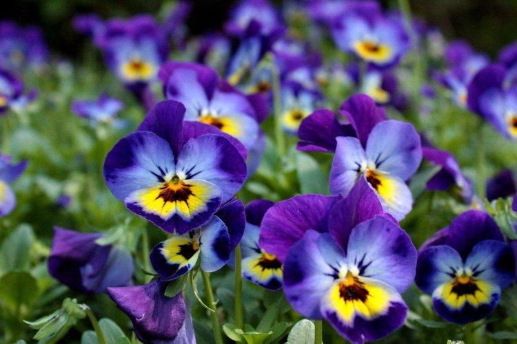 Виола – фото