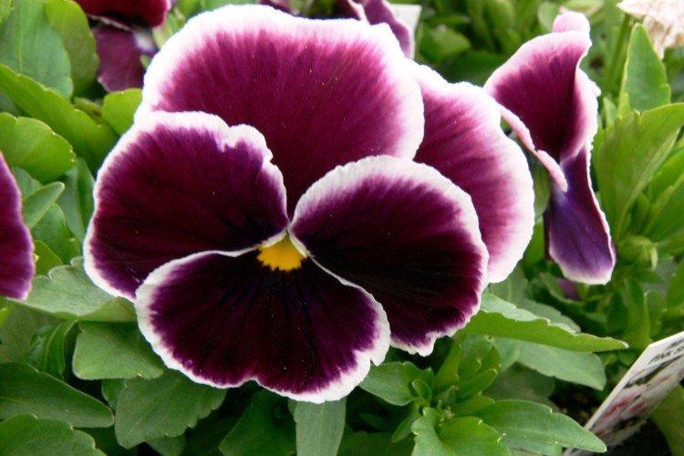 Виола – фото