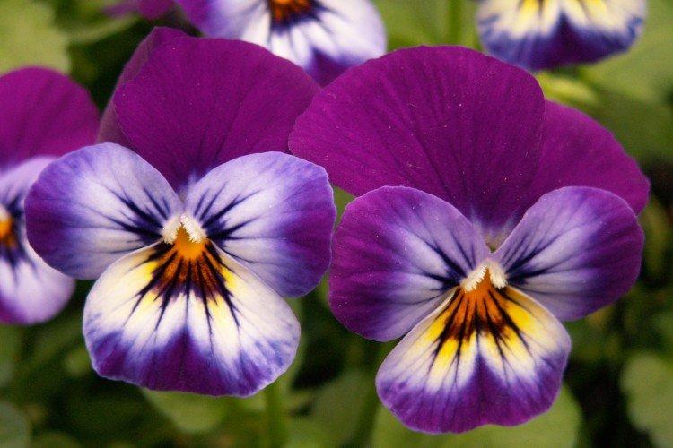 Виола – фото