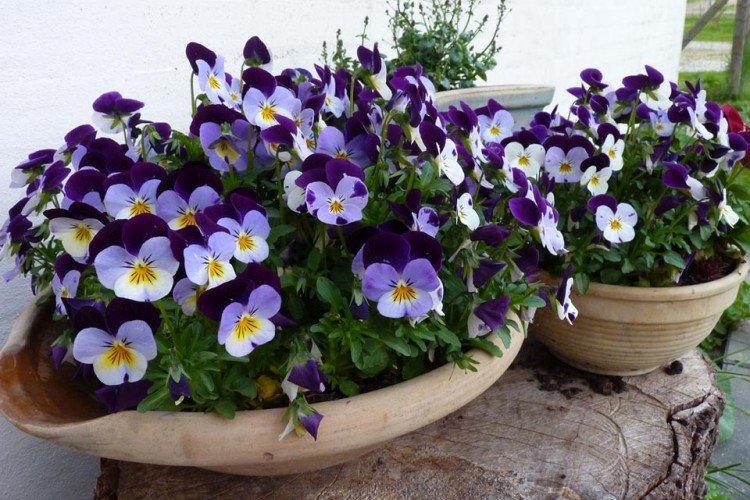 Виола Вильямса